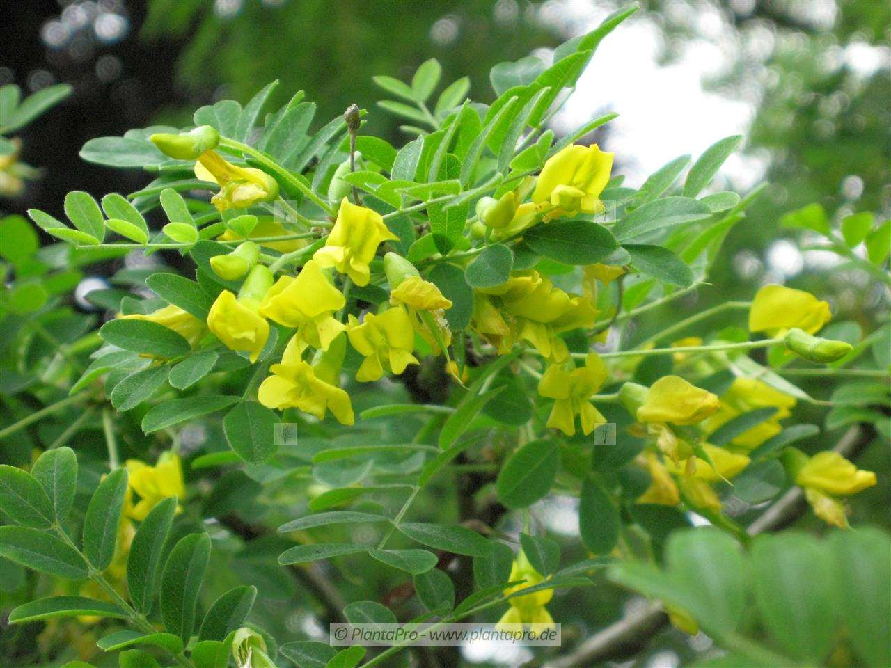 PlantaPro Pflanzenfotos Caragana arborescens