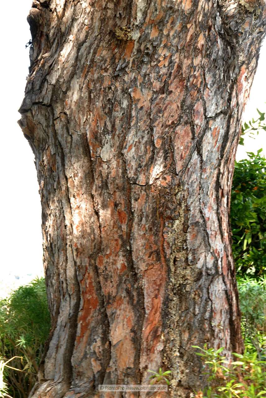 www.pflanzenfotos.eu